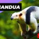 Tamandua 🦥 One Of The Cutest And Most Exotic Animals In The World #shorts