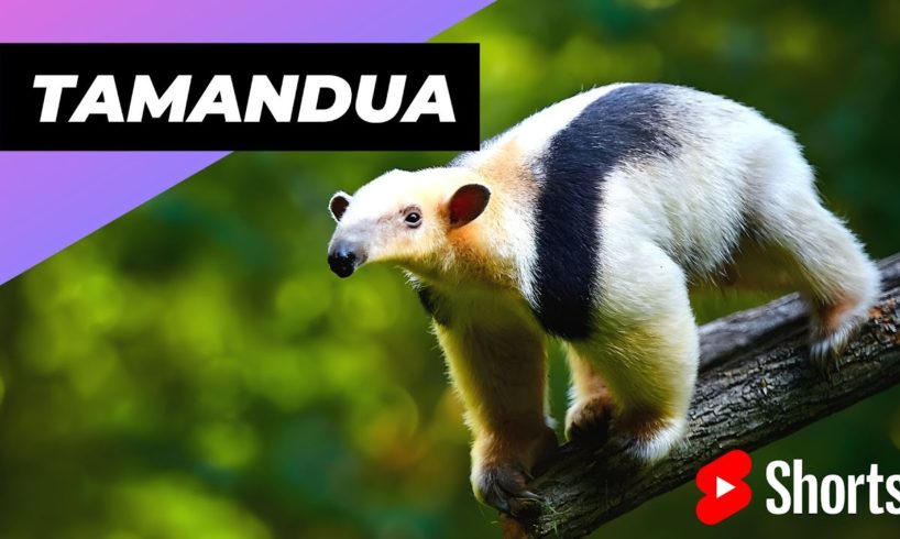 Tamandua 🦥 One Of The Cutest And Most Exotic Animals In The World #shorts