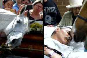 Tear-Jerking Stories About Horses