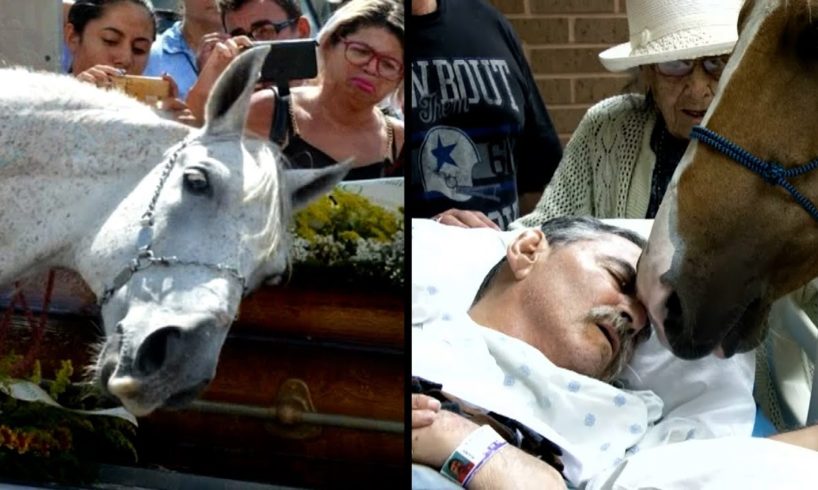 Tear-Jerking Stories About Horses