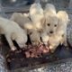 The 6 puppies started to eat - Takis Shelter