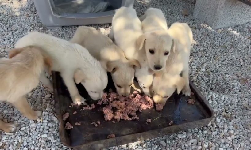 The 6 puppies started to eat - Takis Shelter