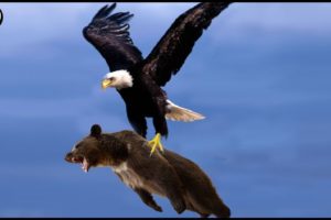 The Best Of Eagle Attacks 2022 - Most Amazing Moments Of Wild Animal Fights! Wild Discovery Animals