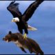 The Best Of Eagle Attacks 2022 - Most Amazing Moments Of Wild Animal Fights! Wild Discovery Animals