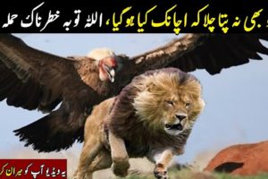 The Best Of Eagle Attacks -Amazing Moments Of Animal Fights