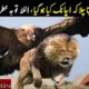 The Best Of Eagle Attacks -Amazing Moments Of Animal Fights