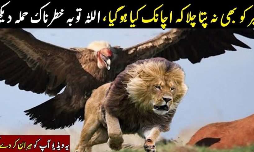 The Best Of Eagle Attacks -Amazing Moments Of Animal Fights