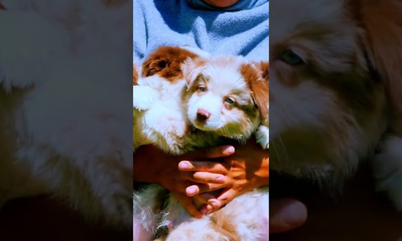 The Cutest Puppy Video You'll Ever See: A Man Holds 5 Funny Pups In His Arms!