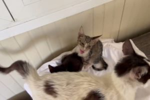 The cat and the kittens we rescued from the streets the last days are so beautiful and happy