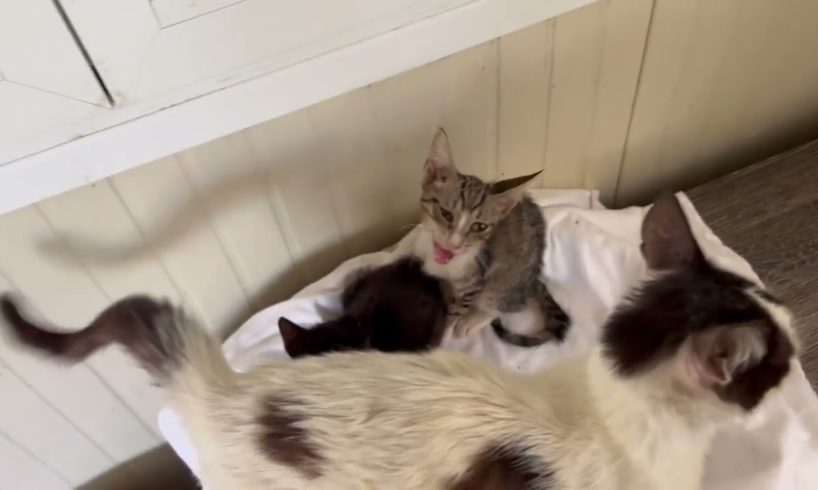 The cat and the kittens we rescued from the streets the last days are so beautiful and happy