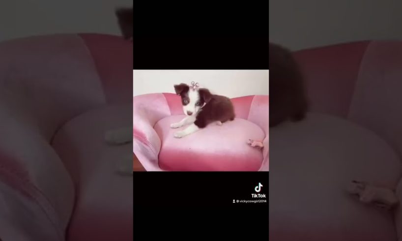 The cutest puppy! Toy Puppy!