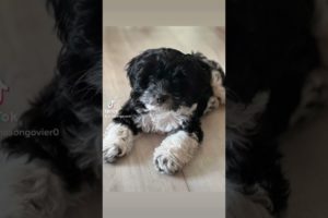 The cutest puppy ever #shorts #puppies #cockapoo #cockapoopuppy #sage