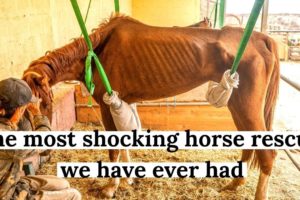 The worst rescue horse we have ever seen. Dory's full Story. Tenerife horse rescue