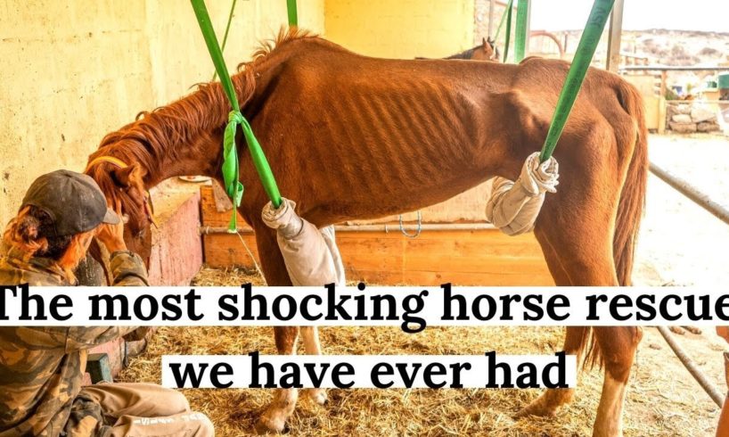 The worst rescue horse we have ever seen. Dory's full Story. Tenerife horse rescue