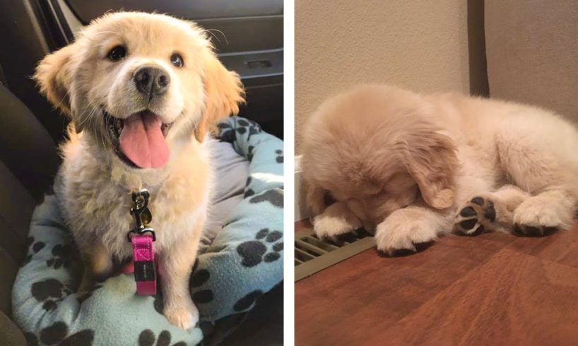 These Adorable Golden Retrievers Will Make You Happier Every Day 😍 | Cute Puppies