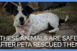 These Animals Are Safe After PETA Rescued Them