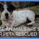 These Animals Are Safe After PETA Rescued Them