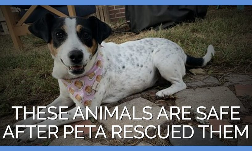 These Animals Are Safe After PETA Rescued Them