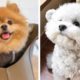 😍 These Beautiful Puppies Will Make You Fall In Love At First Sight🐶| Cute Puppies