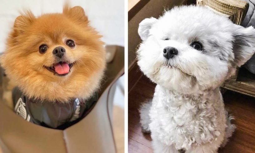 😍 These Beautiful Puppies Will Make You Fall In Love At First Sight🐶| Cute Puppies