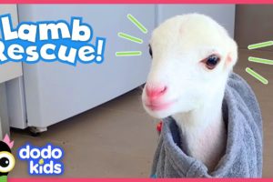 These Dog Rescuers Save a Lamb With No Ears | Animal Videos For Kids | Dodo Kids