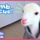 These Dog Rescuers Save a Lamb With No Ears | Animal Videos For Kids | Dodo Kids