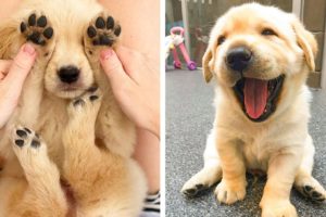😍These Golden Retriever Puppies Will Brighten Your Day 🐶| Cute Puppies