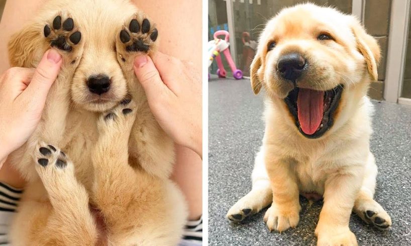😍These Golden Retriever Puppies Will Brighten Your Day 🐶| Cute Puppies