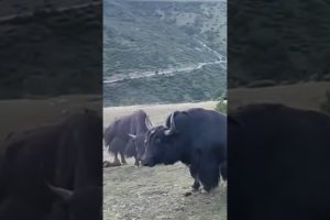 This Yak Fight With PRO Level & Got Bit Up His Ass #tibet #yak #fight #angry #tranding #shorts #best