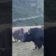 This Yak Fight With PRO Level & Got Bit Up His Ass #tibet #yak #fight #angry #tranding #shorts #best