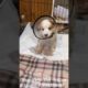 This adorable dog almost lost a leg forever! - Dog rescue