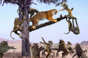 Tiger Cannot Attack Monkey On Trees - Tigers Were Helpless At The Wisdom Of Monkey - Tiger Attack