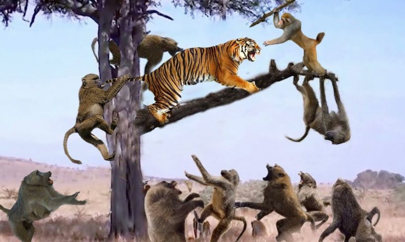 Tiger Cannot Attack Monkey On Trees - Tigers Were Helpless At The Wisdom Of Monkey - Tiger Attack
