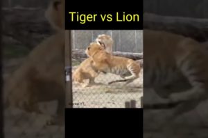 Tiger vs Lion || Lion vs Tiger || Real Animal Fight