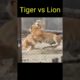 Tiger vs Lion || Lion vs Tiger || Real Animal Fight