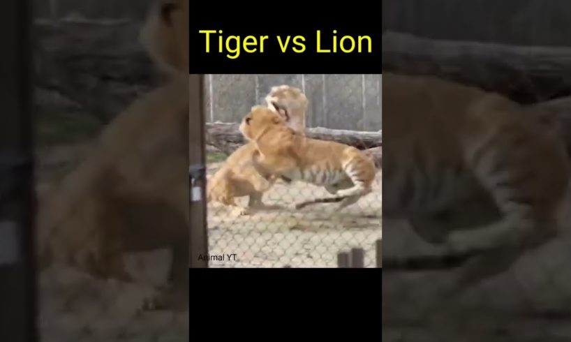 Tiger vs Lion || Lion vs Tiger || Real Animal Fight