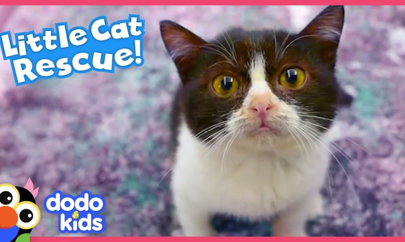 Tiny Cat Overcomes Vet Emergency And Finds A New Way To Say Thank You | Rescued! | Dodo Kids