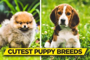 Top 10 Cutest Puppy Breeds EVER! 🐶 | Cute Puppy Video