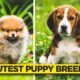 Top 10 Cutest Puppy Breeds EVER! 🐶 | Cute Puppy Video