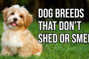 Top 10 Dog Breeds That Don't shed or smell | Small Dog Breeds That Don't Shed