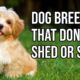 Top 10 Dog Breeds That Don't shed or smell | Small Dog Breeds That Don't Shed