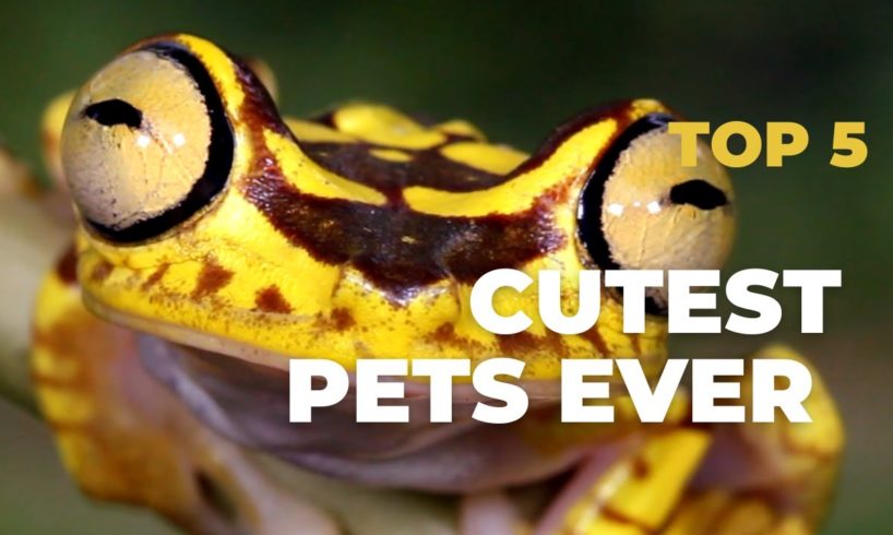 Top 5 Cutest Pets Ever