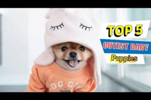 Top 5 World cutest dogs ❣️|| Top 5 cutest puppies 🥰 || world cutest puppies #puppies #dogs