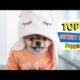 Top 5 World cutest dogs ❣️|| Top 5 cutest puppies 🥰 || world cutest puppies #puppies #dogs