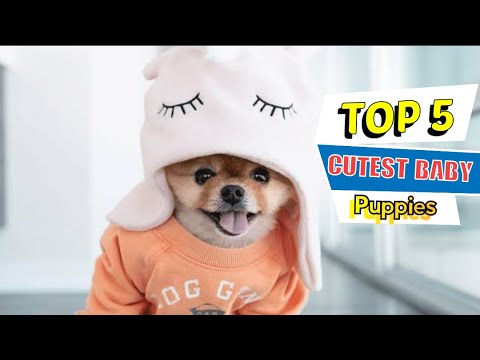 Top 5 World cutest dogs ❣️|| Top 5 cutest puppies 🥰 || world cutest puppies #puppies #dogs