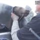 Top Moments Police Rescued Animals from Dangerous Situations