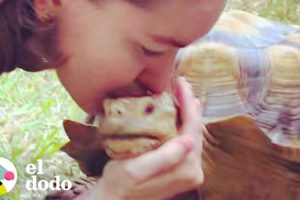 Tortuga de Nueva York se va a la "universidad" | El Dodo