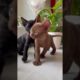 Two cats playing #shorts #cats #ytshorts