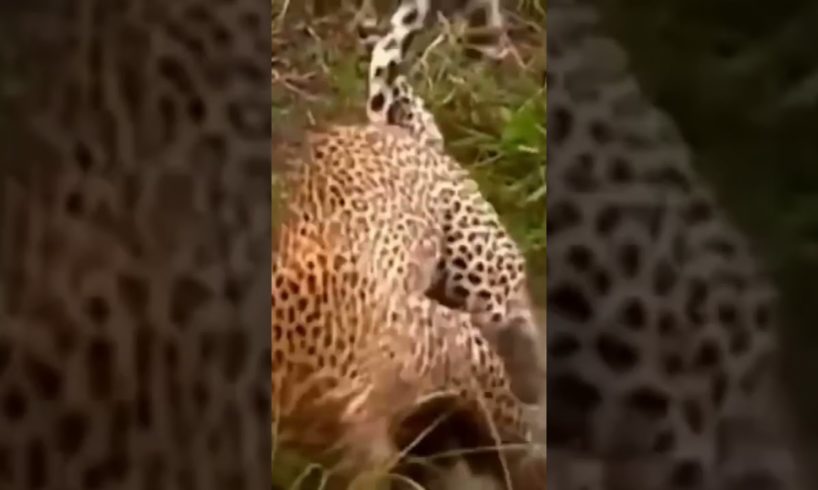 Two leopards fighting for territory #animals#short