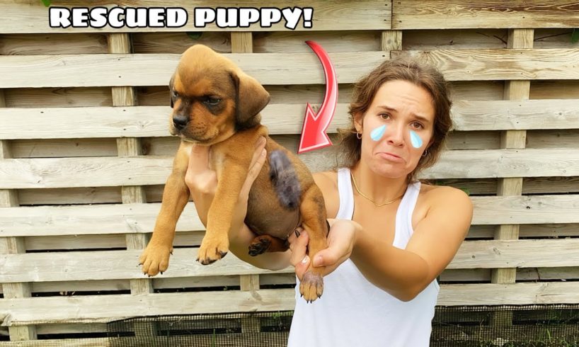 UNWANTED PUPPY FOUND! WE RESCUED HER!